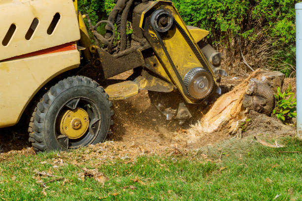 The Steps Involved in Our Tree Care Process in University, FL